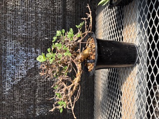 コミフォラストックシアナ　植物のみ Commiphora stocksiana(コミフォラ ストックシアナ) × N/OH